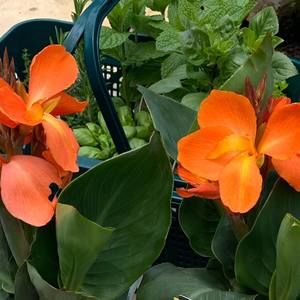 Meet your Posher, Susan